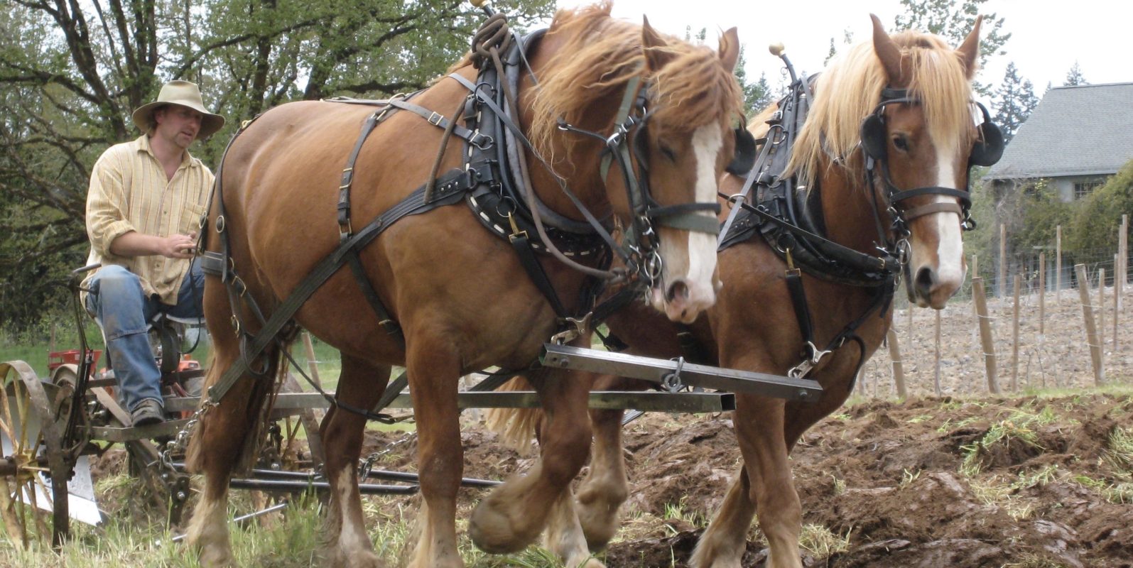 Man plowing the farm with horses